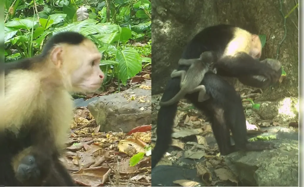 Monkeys भी करते हैं किडनैपिंग! ऊबने पर हाउलर प्रजाति के बच्चों को चुराने लगे कैपुचिन्स – शोध में चौंकाने वाले खुलासे 6 F71M9V8O Monkey 625X300 20 May 25