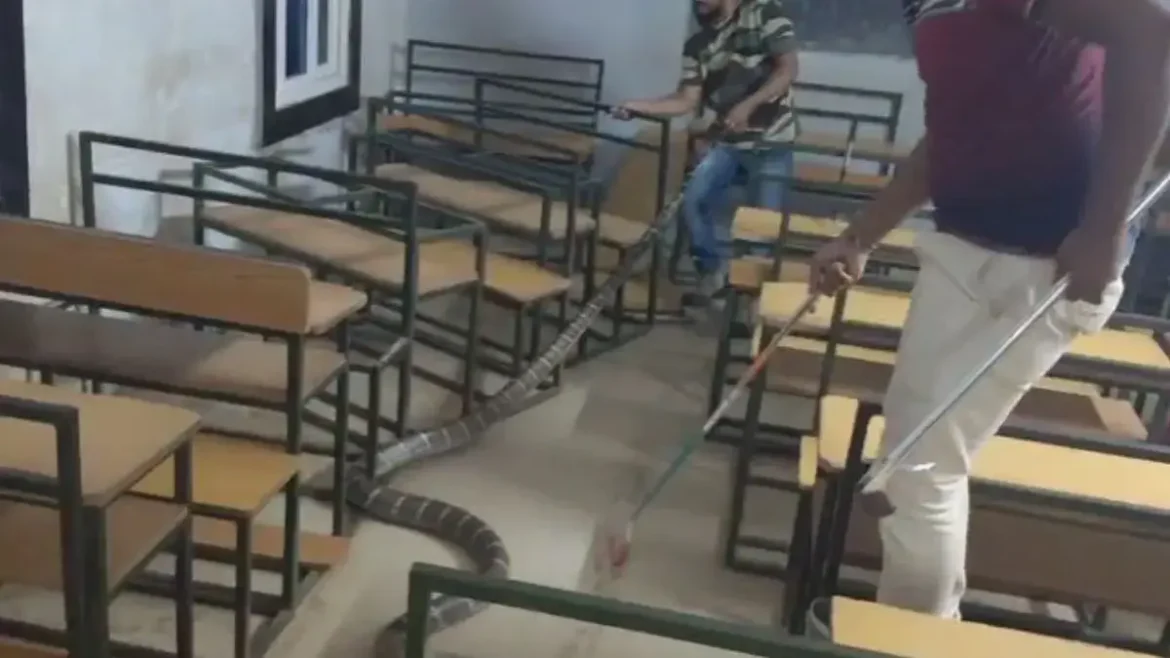15 feet king cobra enters Odisha school, causes panic