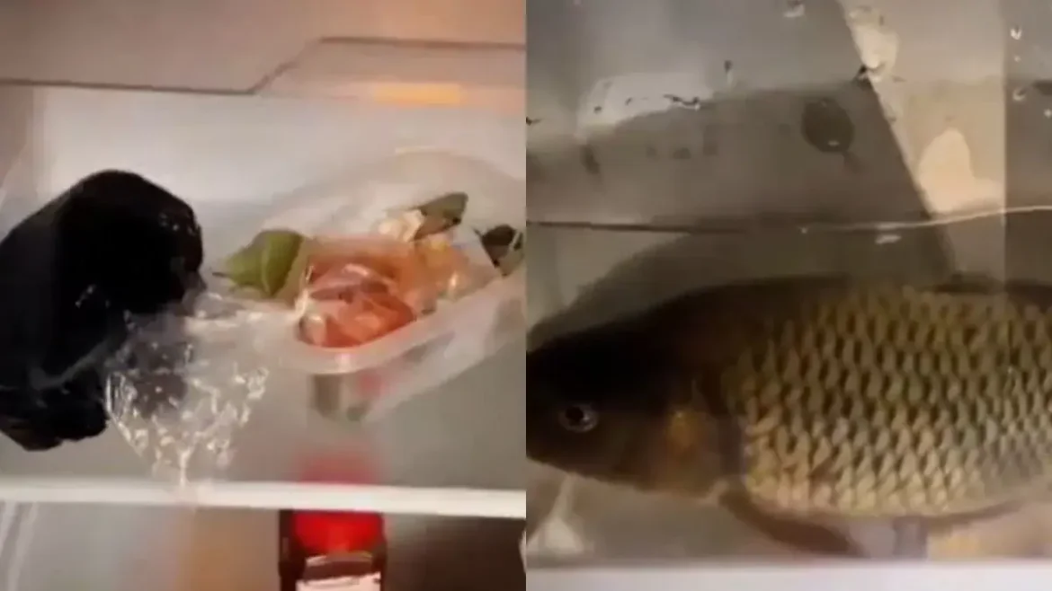 Viral Video सोशल मीडिया पर वायरल हुआ एक हैरान करने वाला वीडियो, जिसमें फ्रिज में मछलियों का एक्वेरियम दिखा। देखें वीडियो और जानें लोगों की प्रतिक्रियाएं।