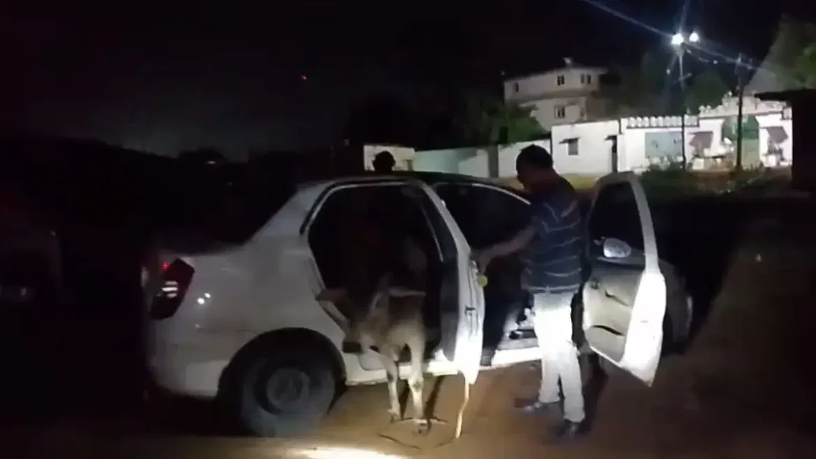 कटक जिले के टांगी क्षेत्र में पुलिस ने एक कार से अमानवीय तरीके से ठूंसे गए सांड को बरामद किया। दो तस्कर गिरफ्तार, मामला गौ-तस्करी रैकेट से जुड़ा हो सकता है।