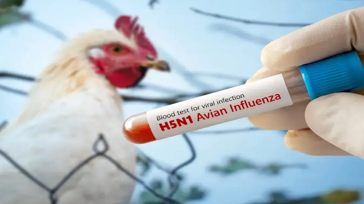 H5N1 virus wreaks havoc in America: Humans and animals are in danger, fear of epidemic increases