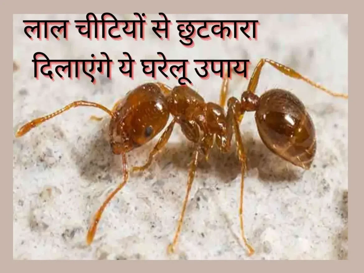 Red Ants को भगाने के लिए न अपनाएं महंगे केमिकल! घर पर बनाएं हींग और डेटोल से स्प्रे, जानें आसान और असरदार घरेलू नुस्खे जो तुरंत दिखाते हैं असर।