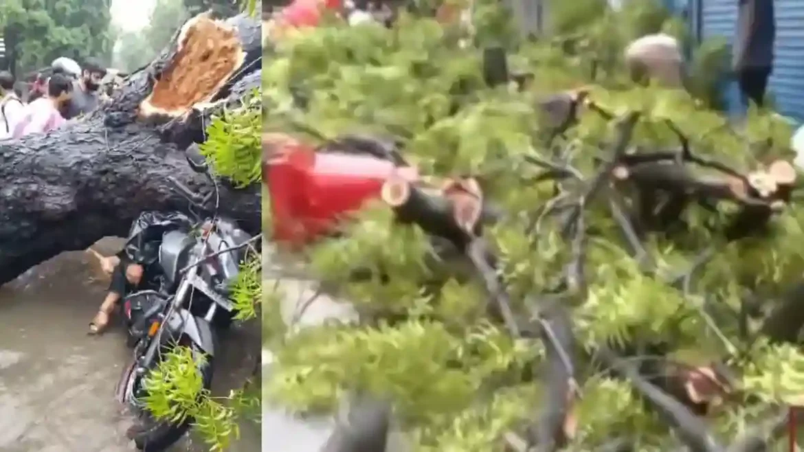 Delhi Kalkaji में बारिश के दौरान नीम का पेड़ बाइक पर गिरा। हादसे में पिता-बेटी गंभीर रूप से घायल हो गए। CCTV फुटेज में देखें पूरा हादसा।
